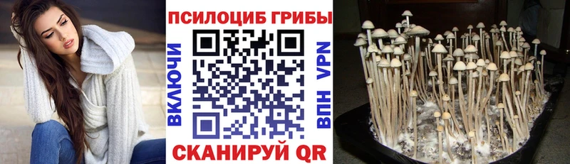 купить наркотик  блэк спрут tor  Галлюциногенные грибы Psilocybine cubensis  Нижнеудинск 